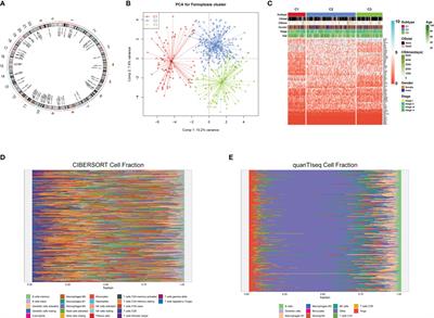 Prognostic immunogenic characteristics of iron pendant disease modifiers in colon cancer